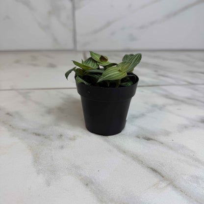 Callisia Elegans, 2" Plant