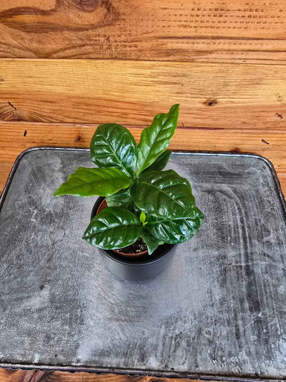 Coffea Arabica Coffee Plant, 2" Plant