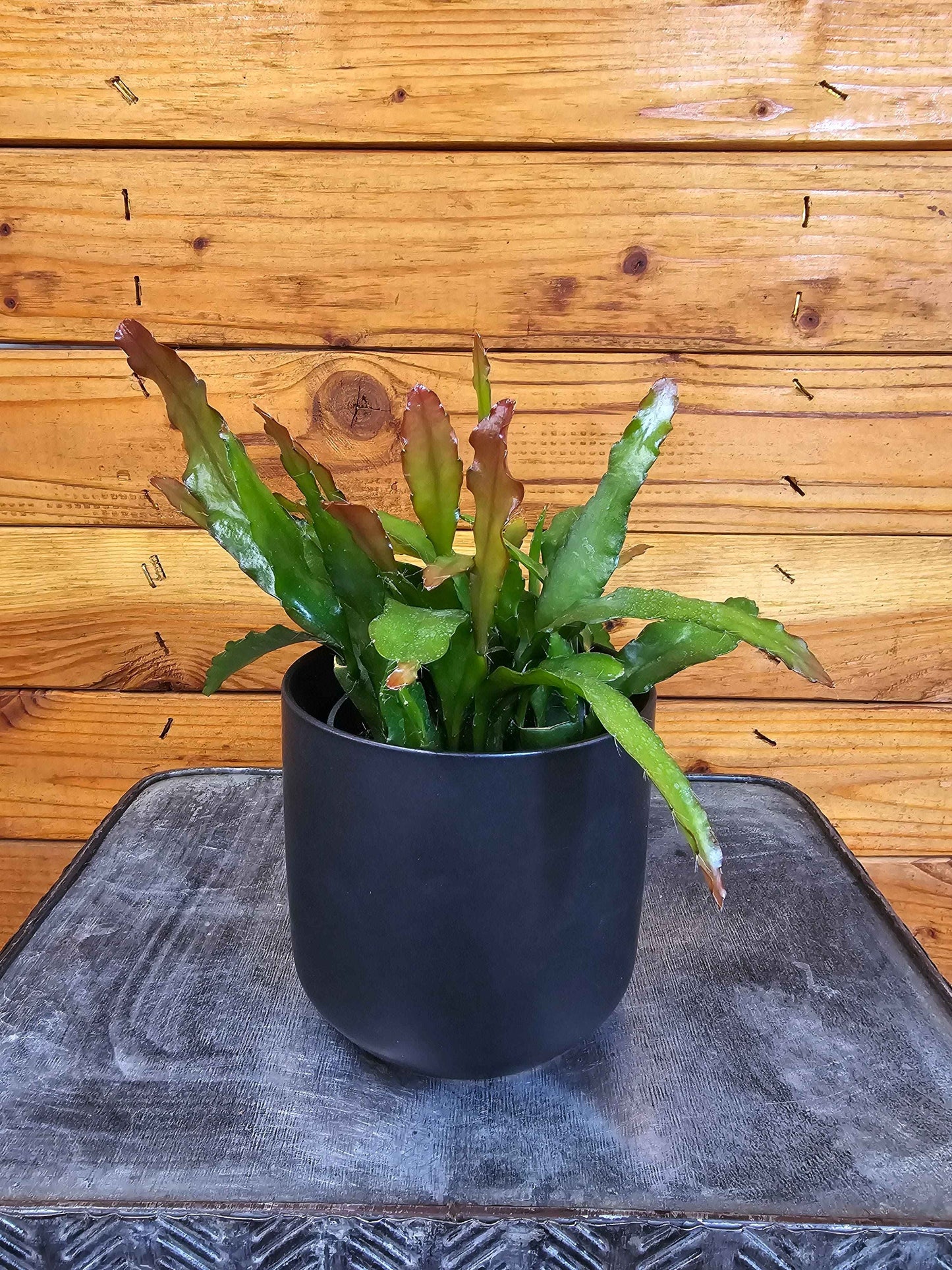 Epiphyllum Anguliger Fire Orchid Cactus, 4" Plant