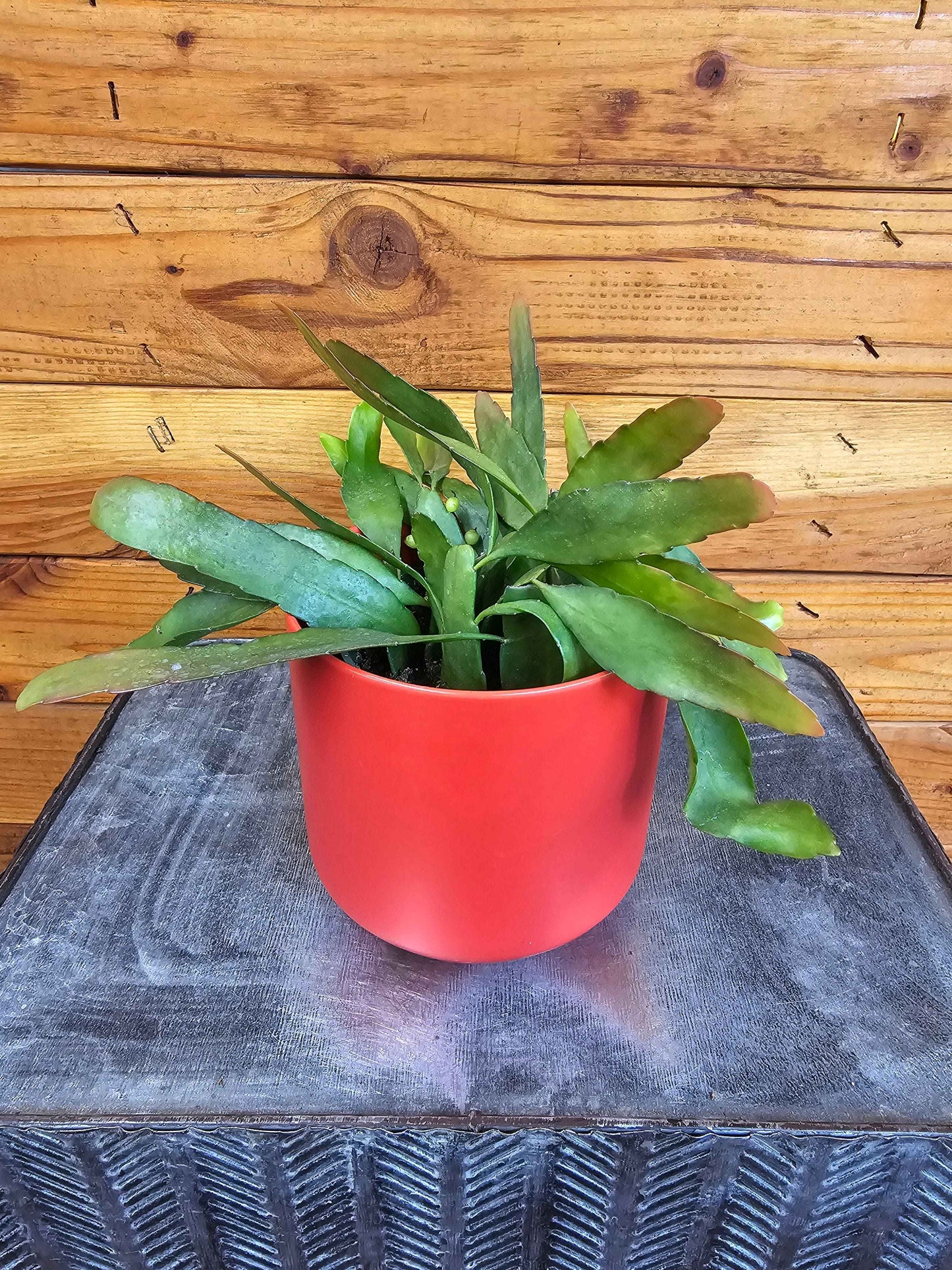 Pseudoripsalis Red Oval Orchid Cactus, 4" Plant