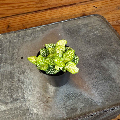 Fittonia Joly Lemon, 2" Plant