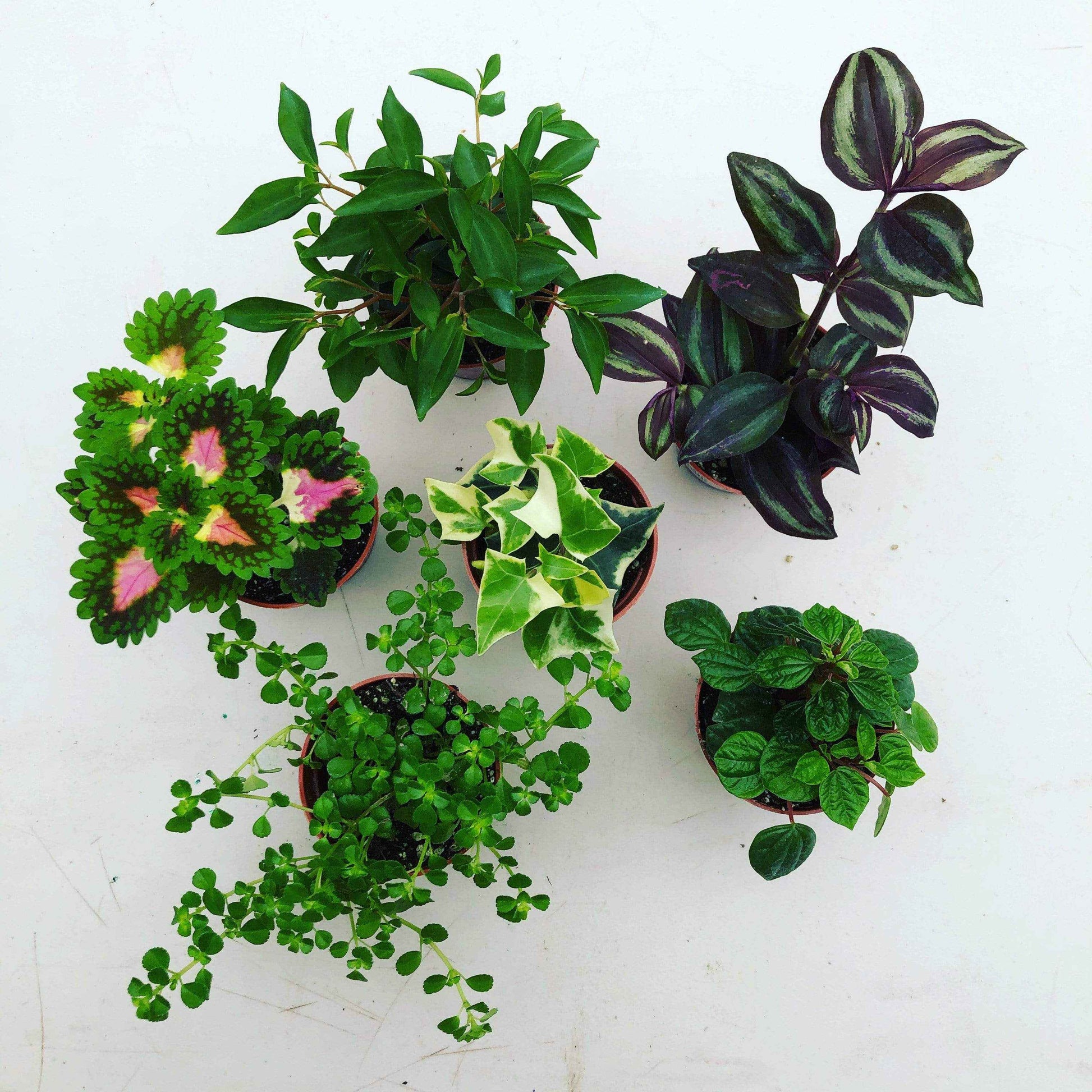 Foliage Gift Box, 4 Pack