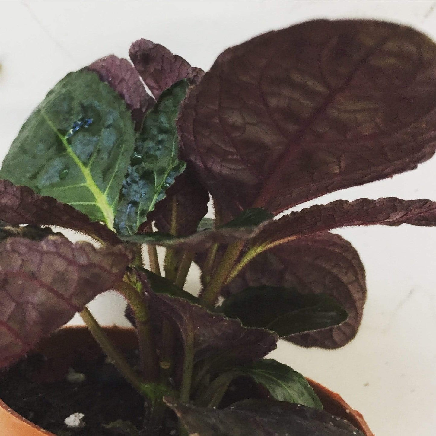 Hemigraphis alternata Purple Waffle, 2" Plant - Scholarly Exotics LLC