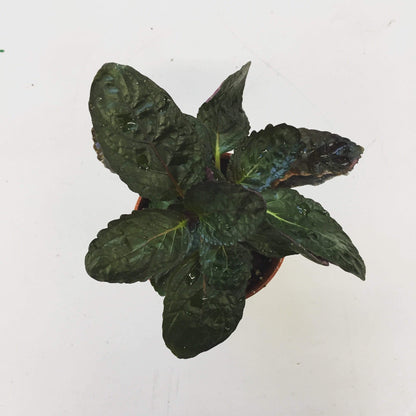 Hemigraphis alternata Purple Waffle, 2" Plant - Scholarly Exotics LLC