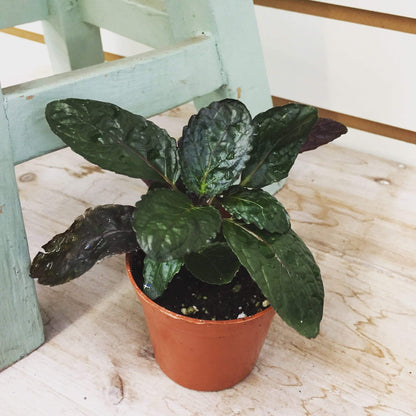 Hemigraphis alternata Purple Waffle, 2" Plant - Scholarly Exotics LLC
