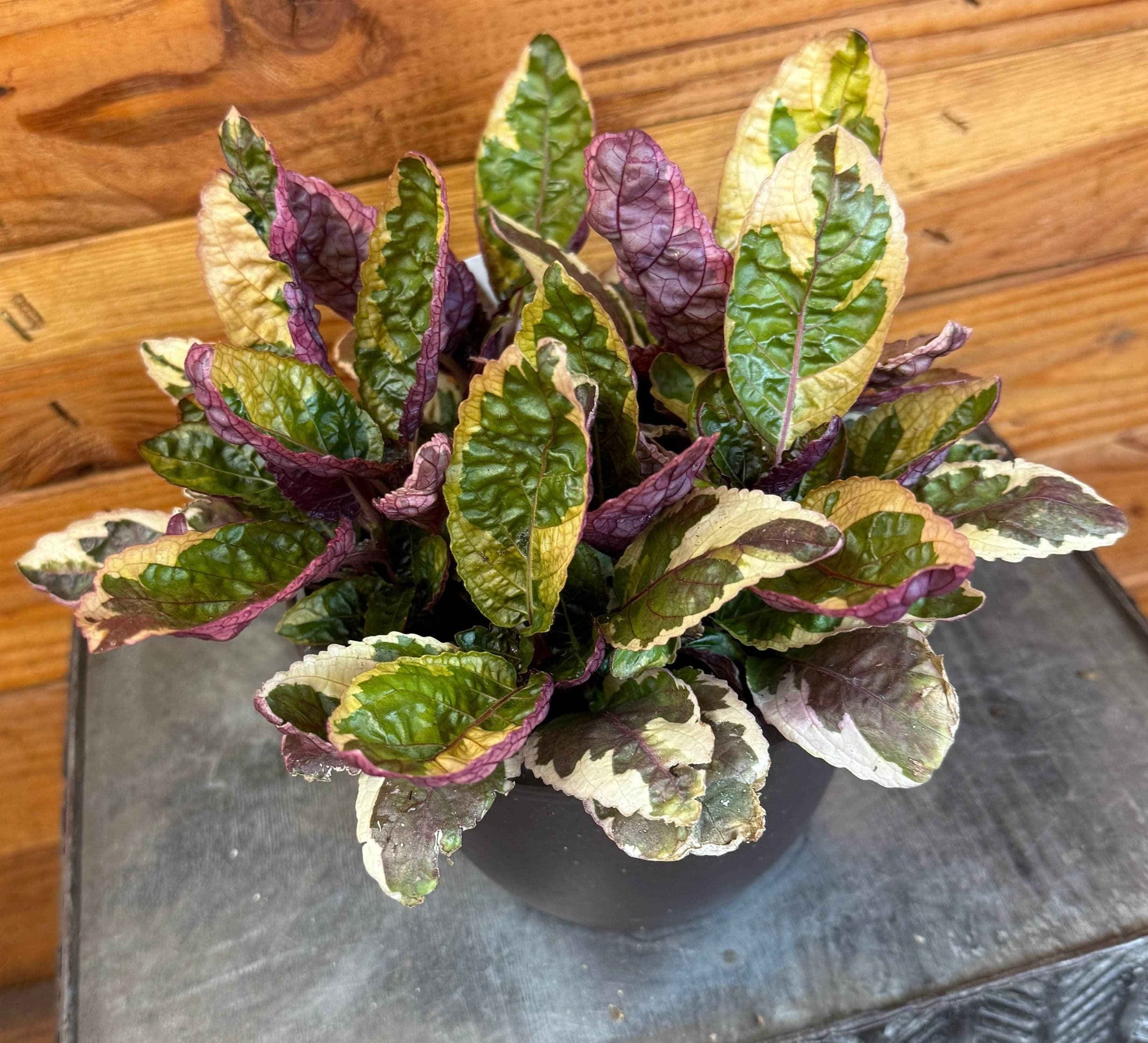 Hemigraphis Variegated Waffle, 6" Plant