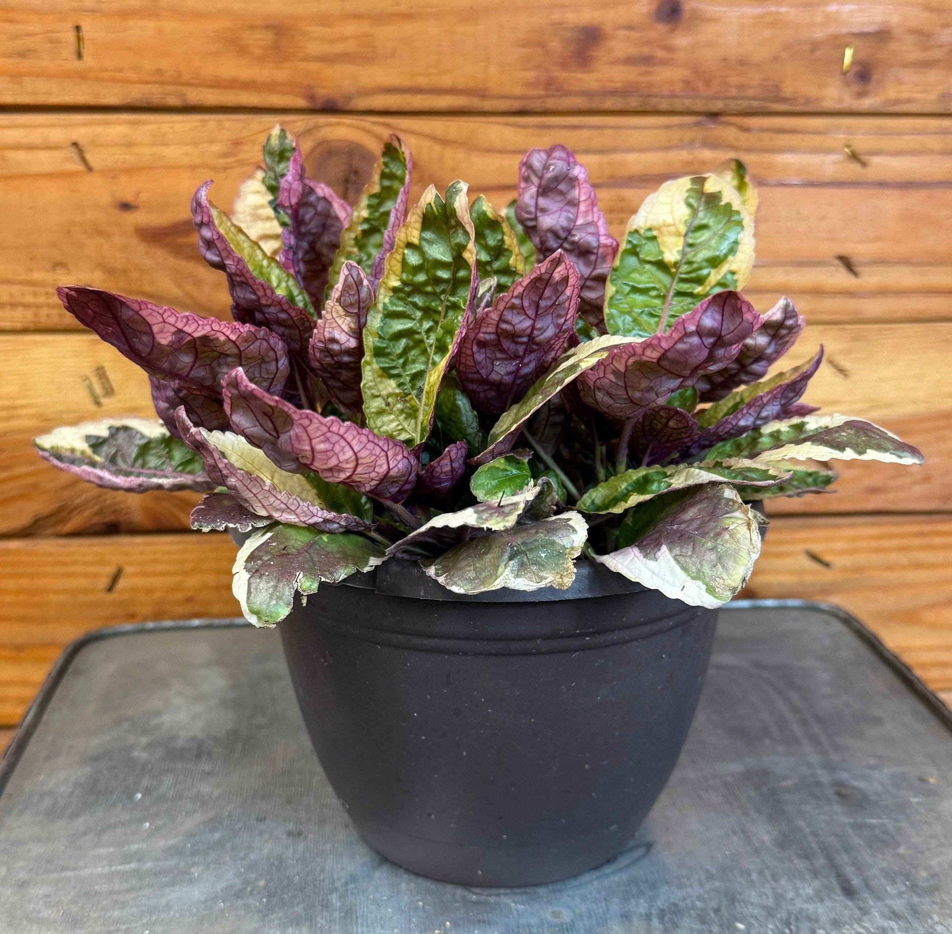 Hemigraphis Variegated Waffle, 6" Plant