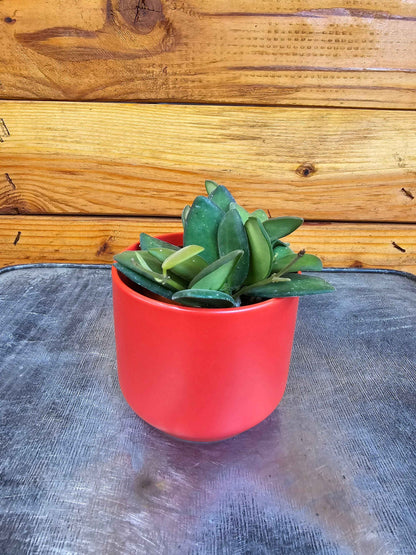 Hoya bilobata, 2" Plant