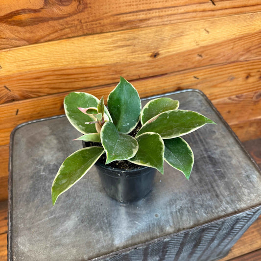 Hoya carnosa albomarginata, 4" Plant