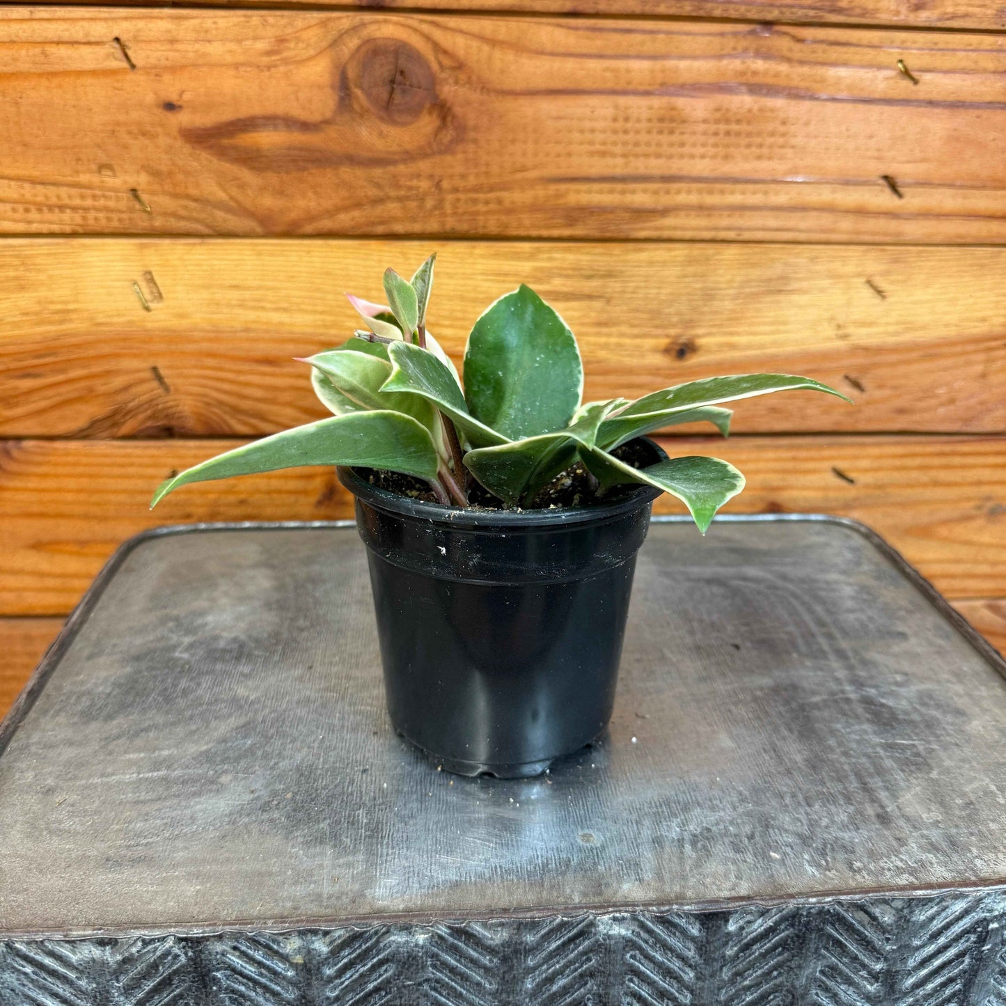 Hoya carnosa albomarginata, 4" Plant
