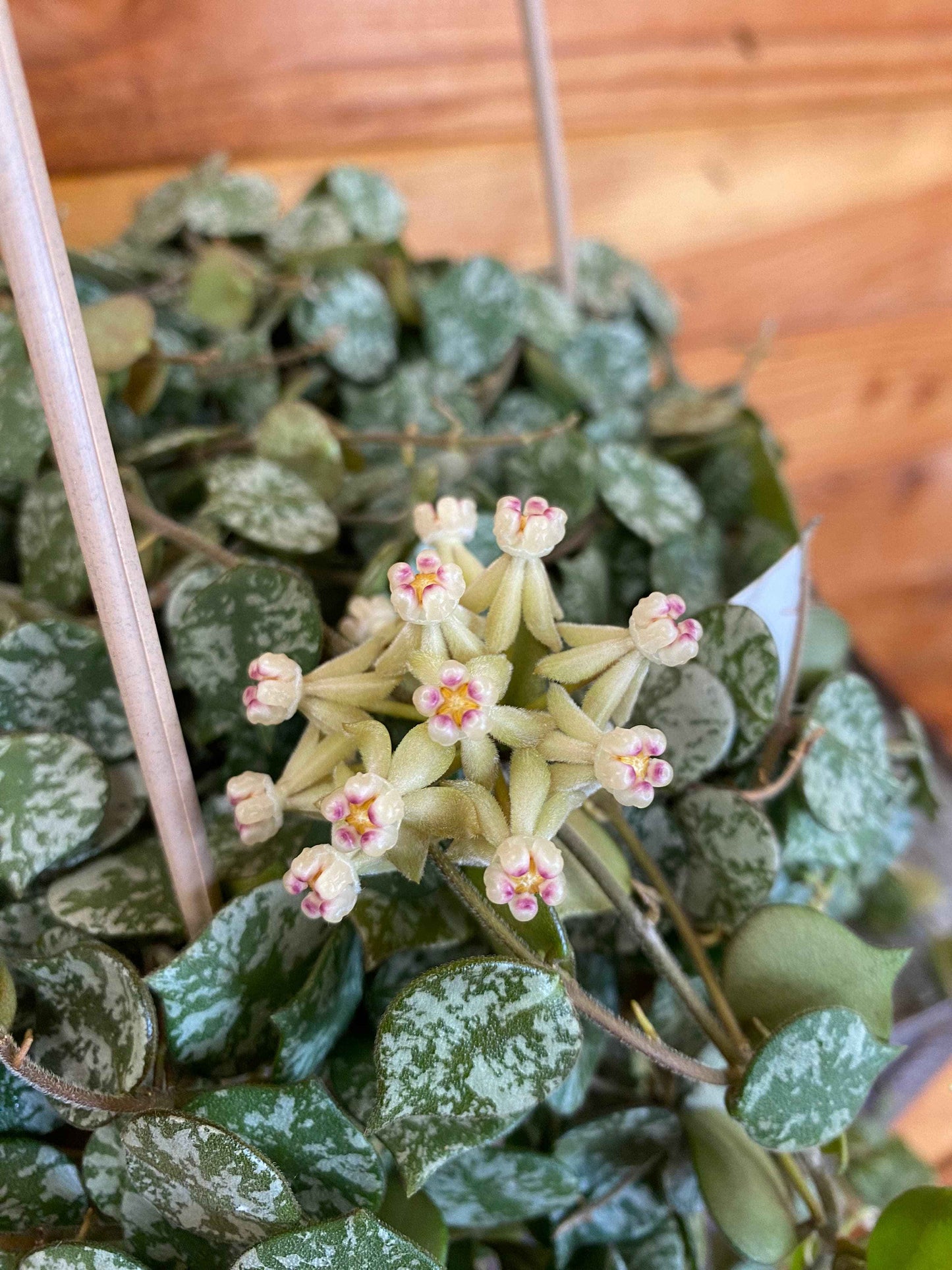 Hoya curtisii, 2" Plant