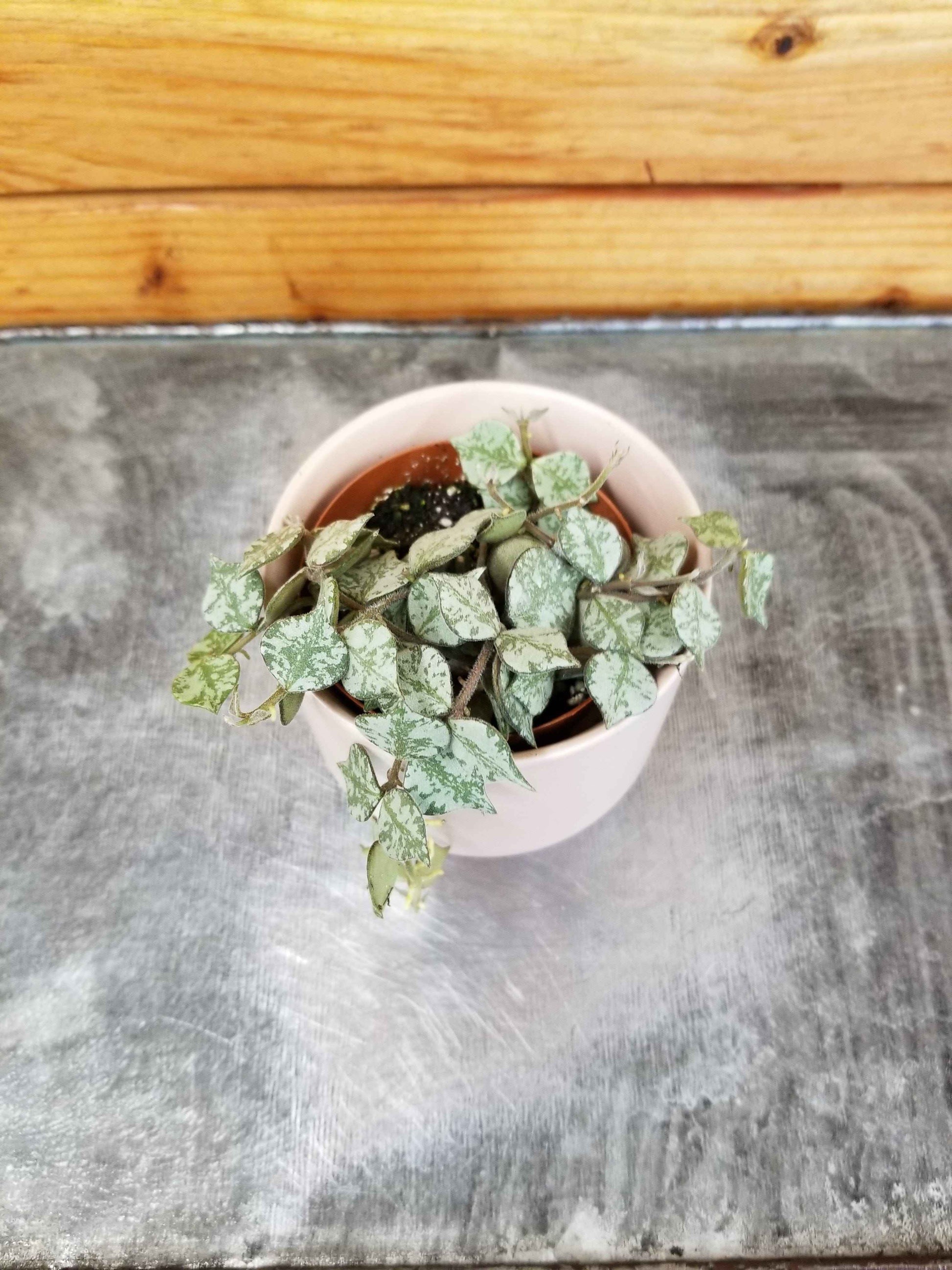 Hoya curtisii, 2" Plant