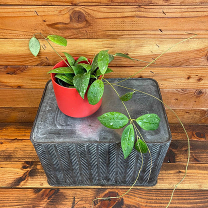 Hoya Erythrostemma Splash, 4" Plant