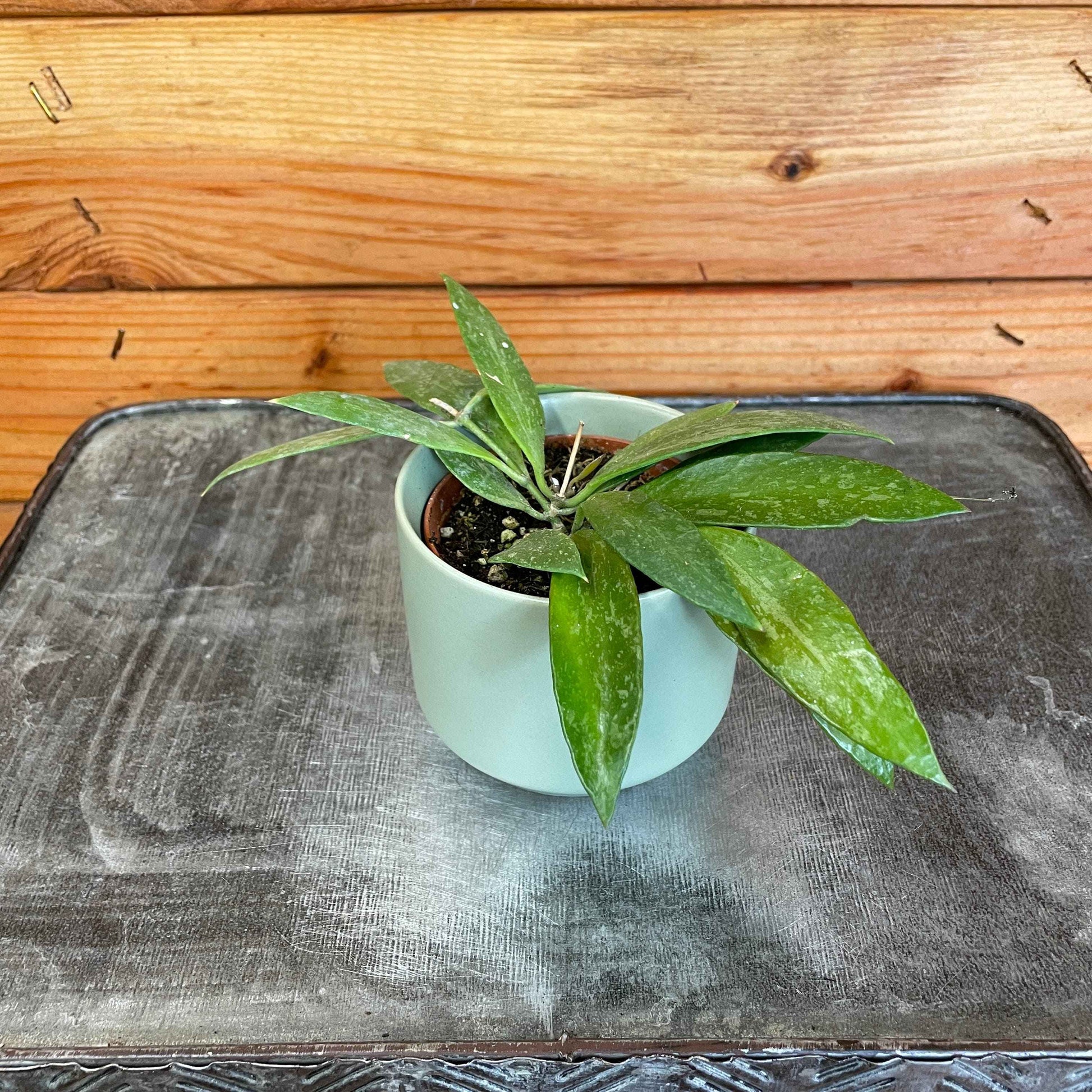 Hoya gracilis, 2" Plant