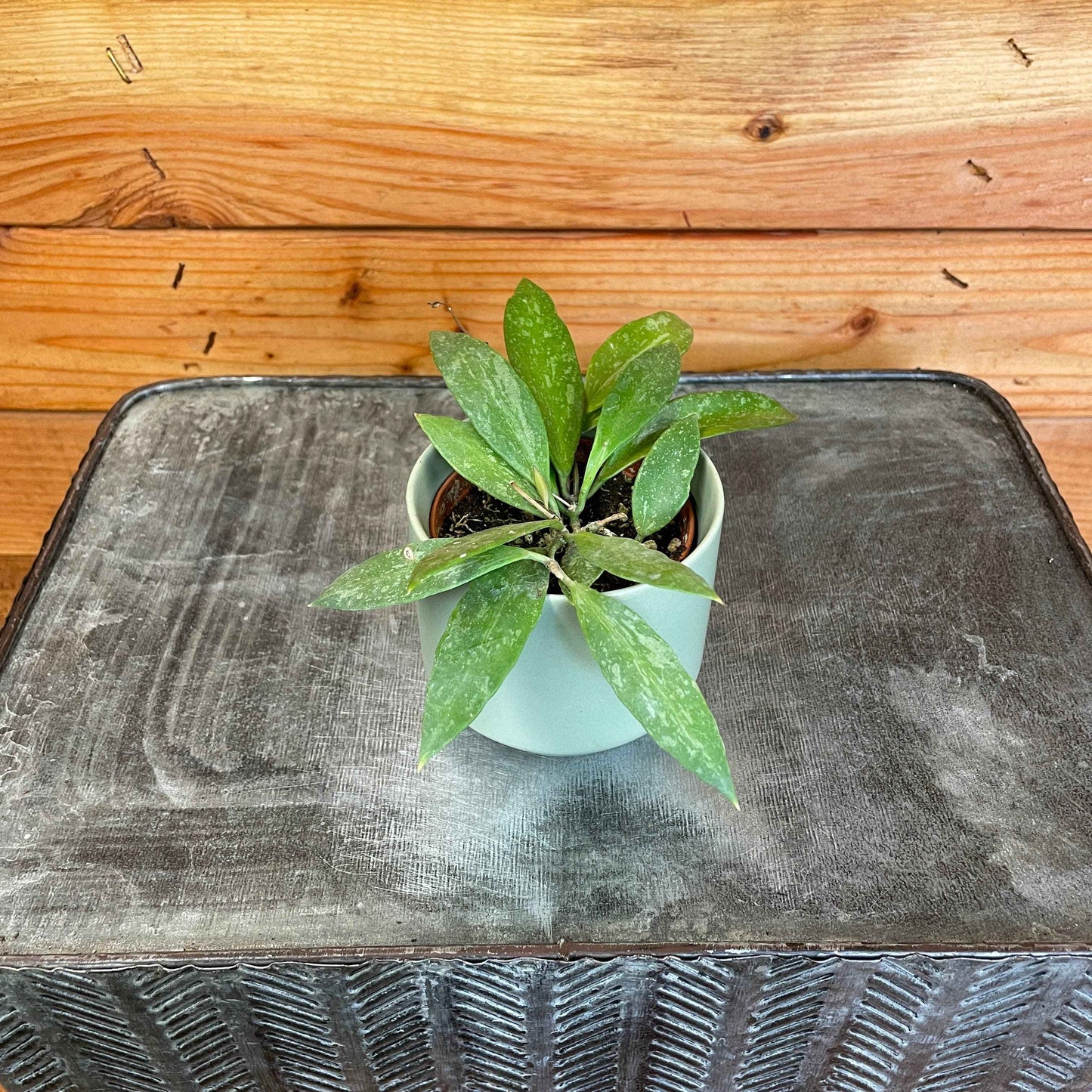 Hoya gracilis, 2" Plant