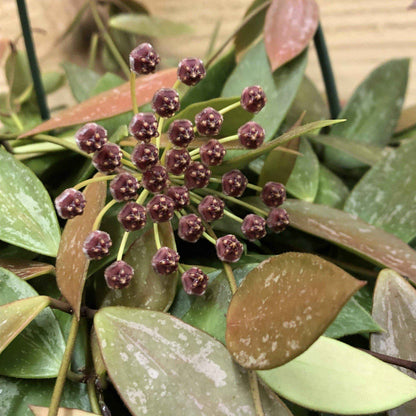 Hoya gracilis, 4" Plant