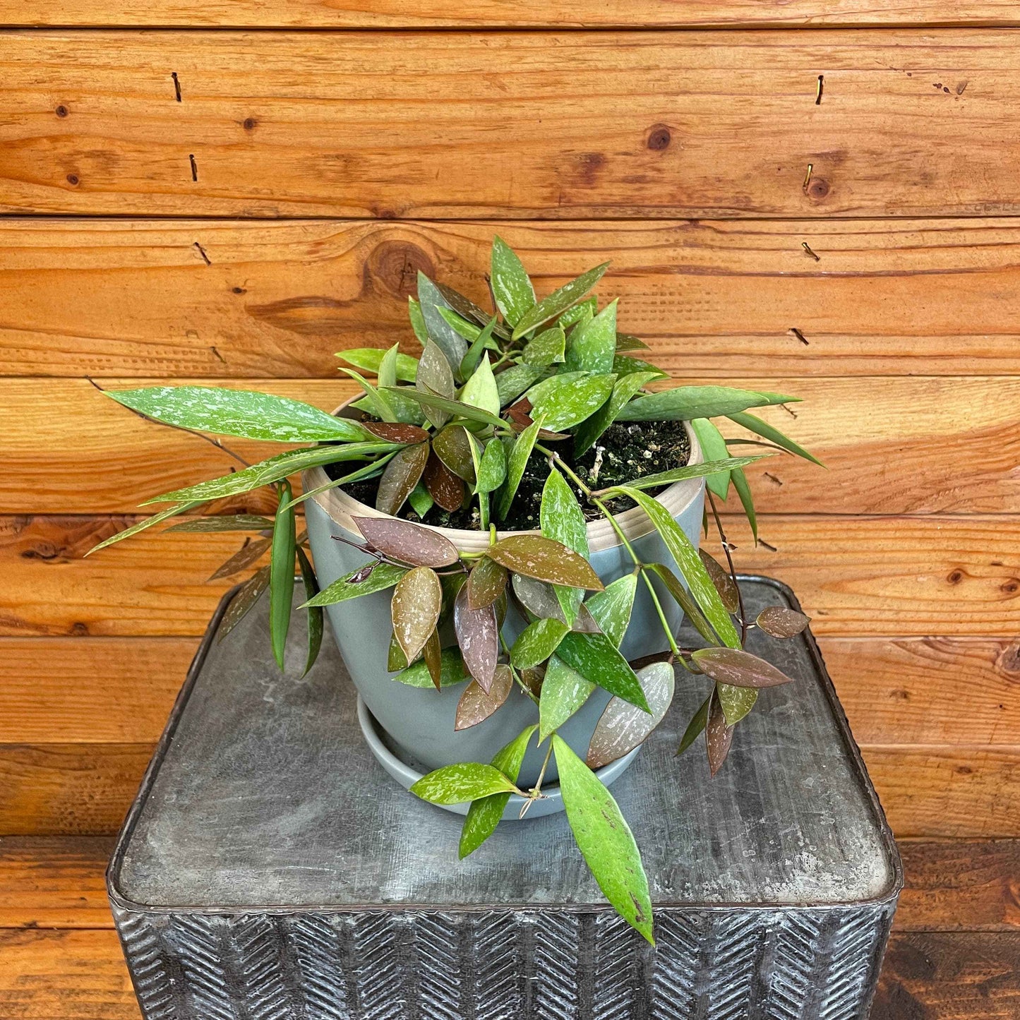 Hoya gracilis, 6" Plant