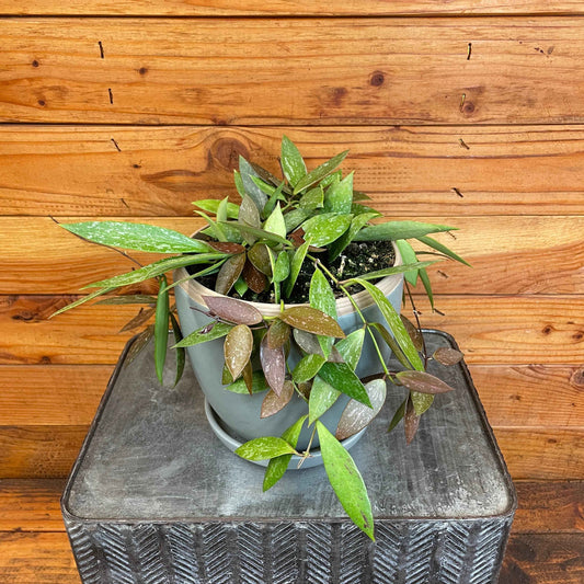 Hoya gracilis, 6" Plant