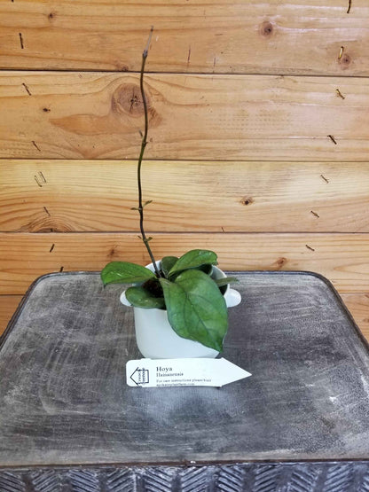 Hoya hainanensis, 2" Plant