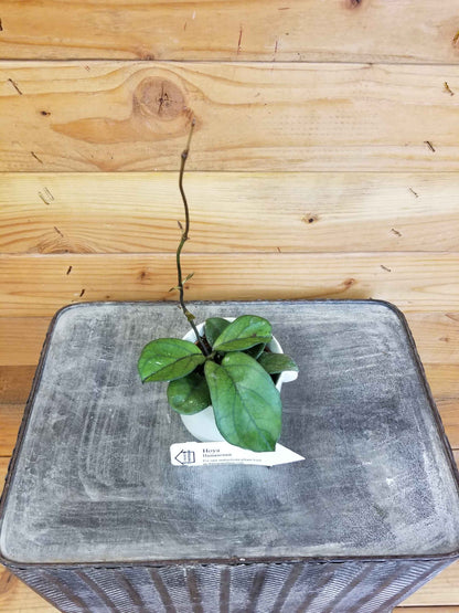 Hoya hainanensis, 2" Plant