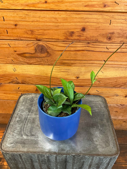 Hoya hainanensis, 4" Plant