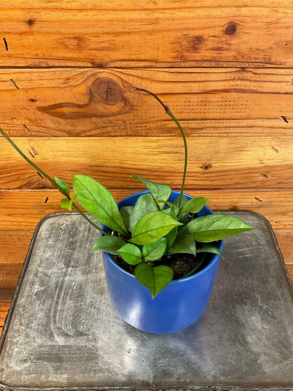 Hoya hainanensis, 4" Plant