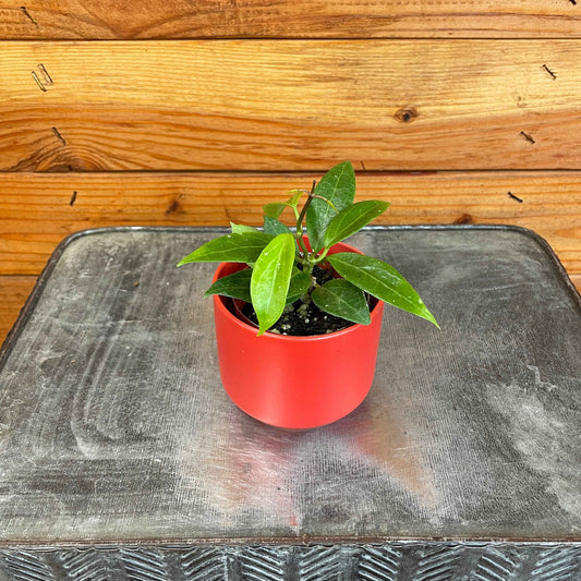 Hoya limoniaca, 2" Plant