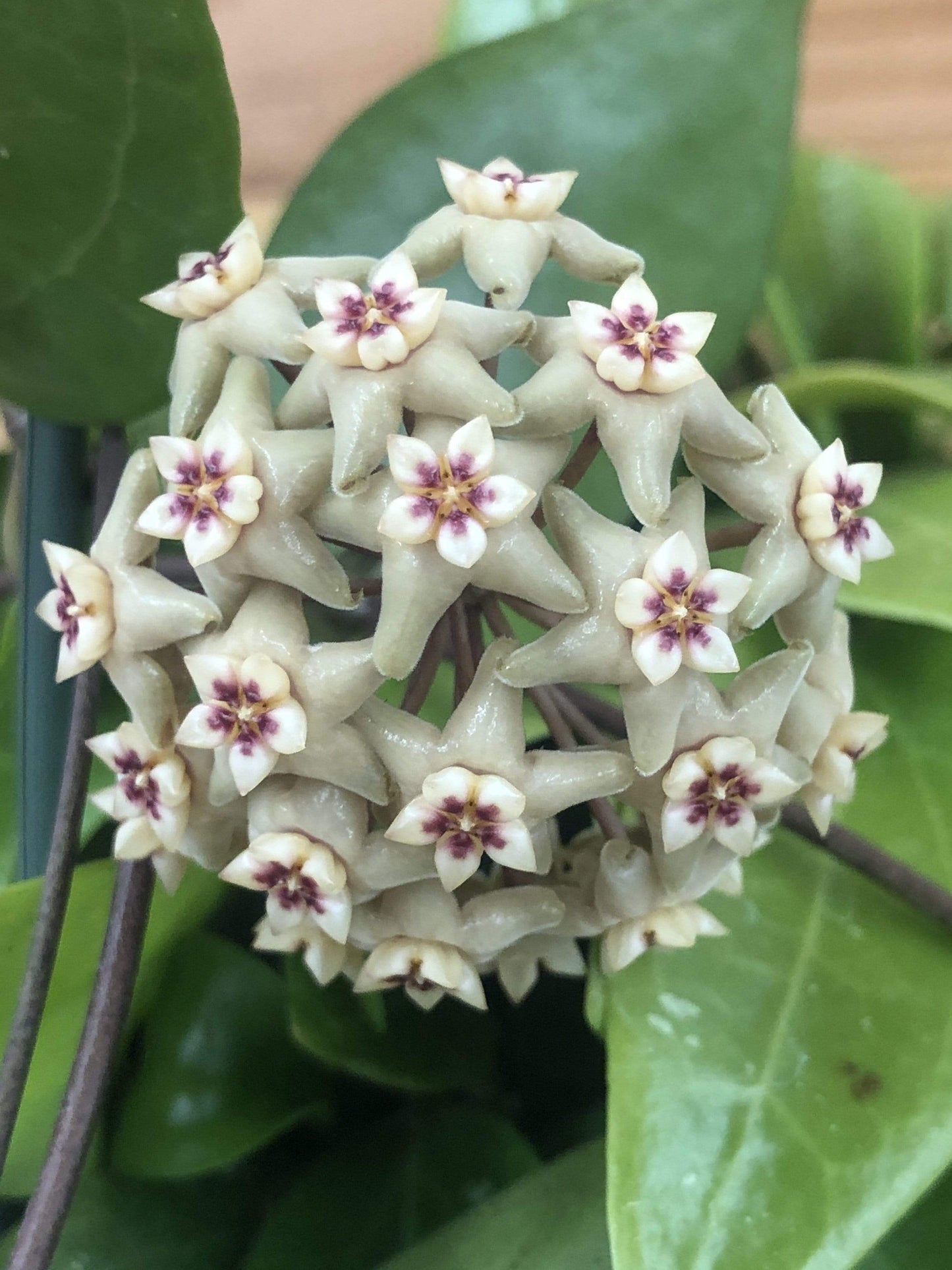 Hoya Limoniaca, 4" Plant - Scholarly Exotics LLC