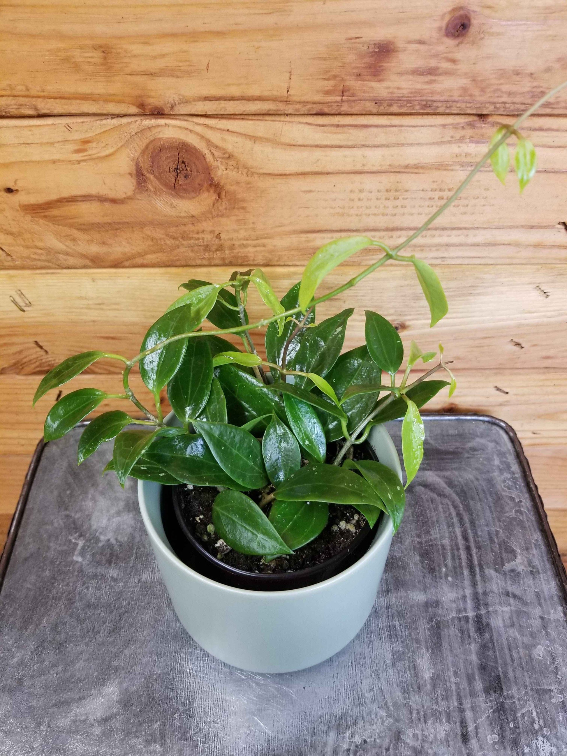 Hoya limoniaca, 4" Plant