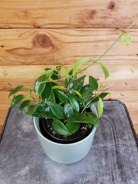 Hoya limoniaca, 4" Plant