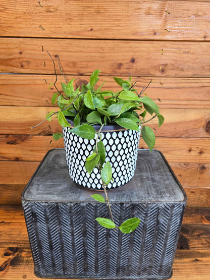 Hoya limoniaca, 6" Plant