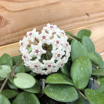 Hoya Mathilde, 2" Plant - Scholarly Exotics LLC