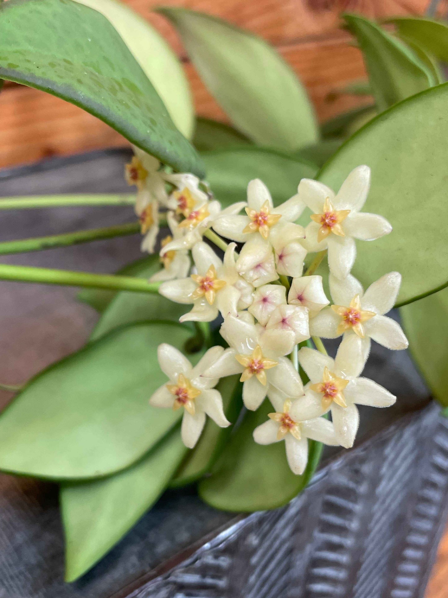 Hoya minahassae, 2" Plant