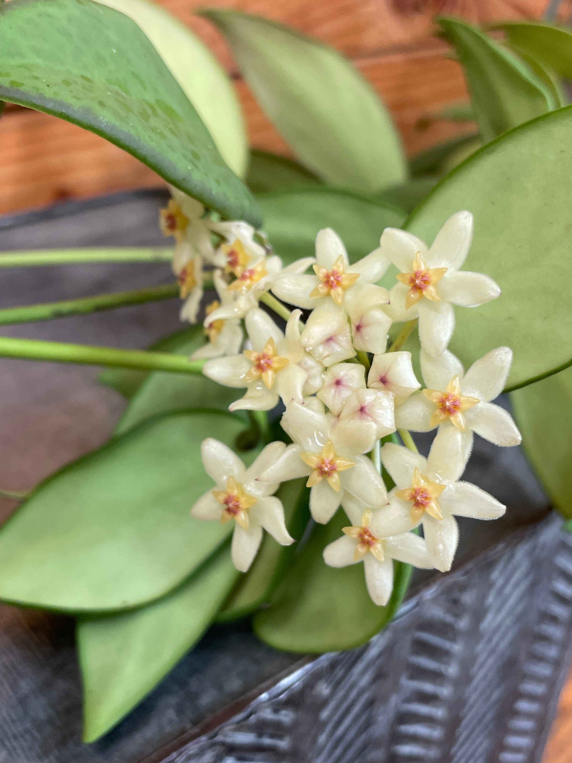 Hoya Minahassae, 4" Plant