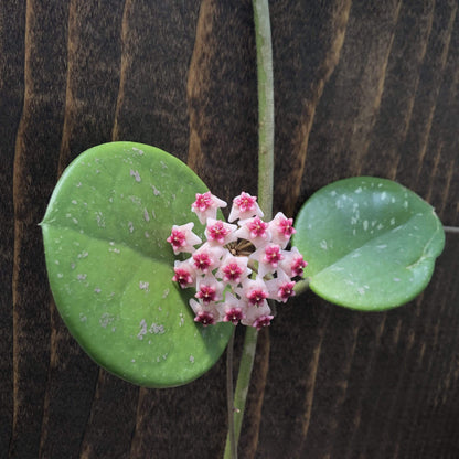 Hoya Obovata, 4" Plant - Scholarly Exotics LLC