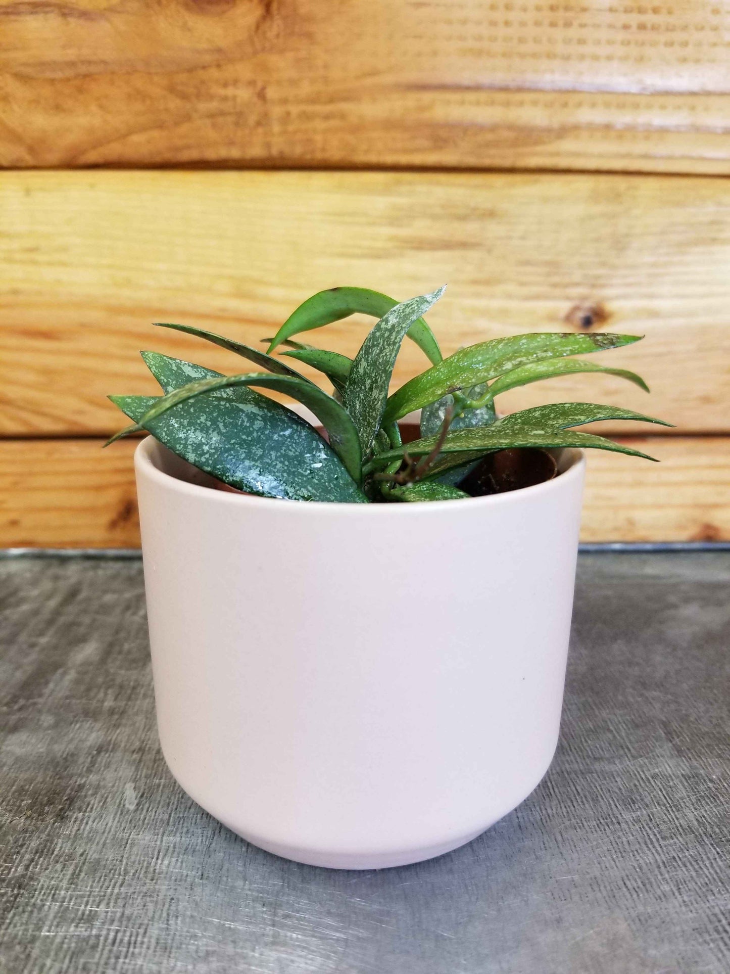 Hoya parviflora Splash, 2" Plant