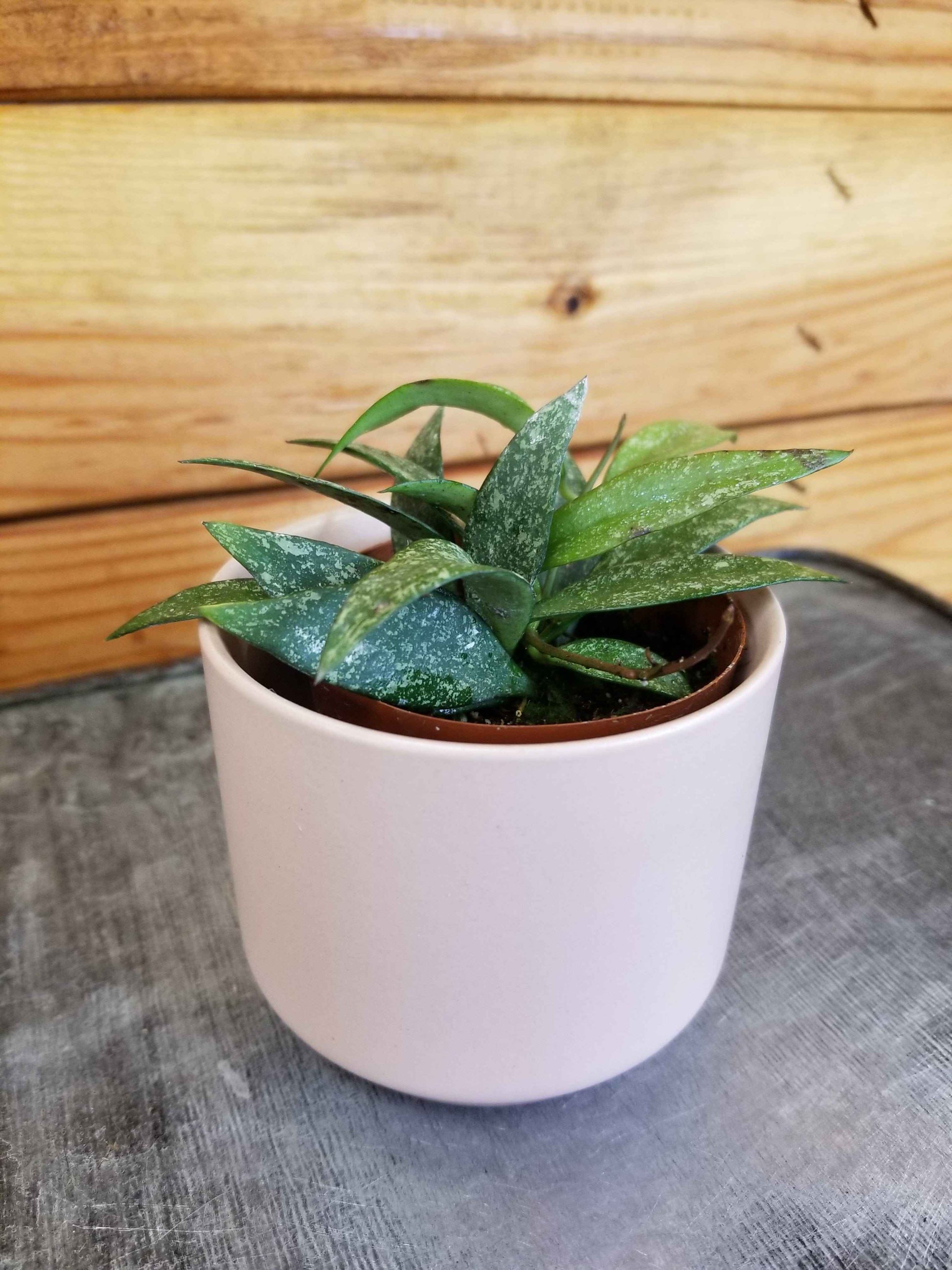Hoya parviflora Splash, 2" Plant