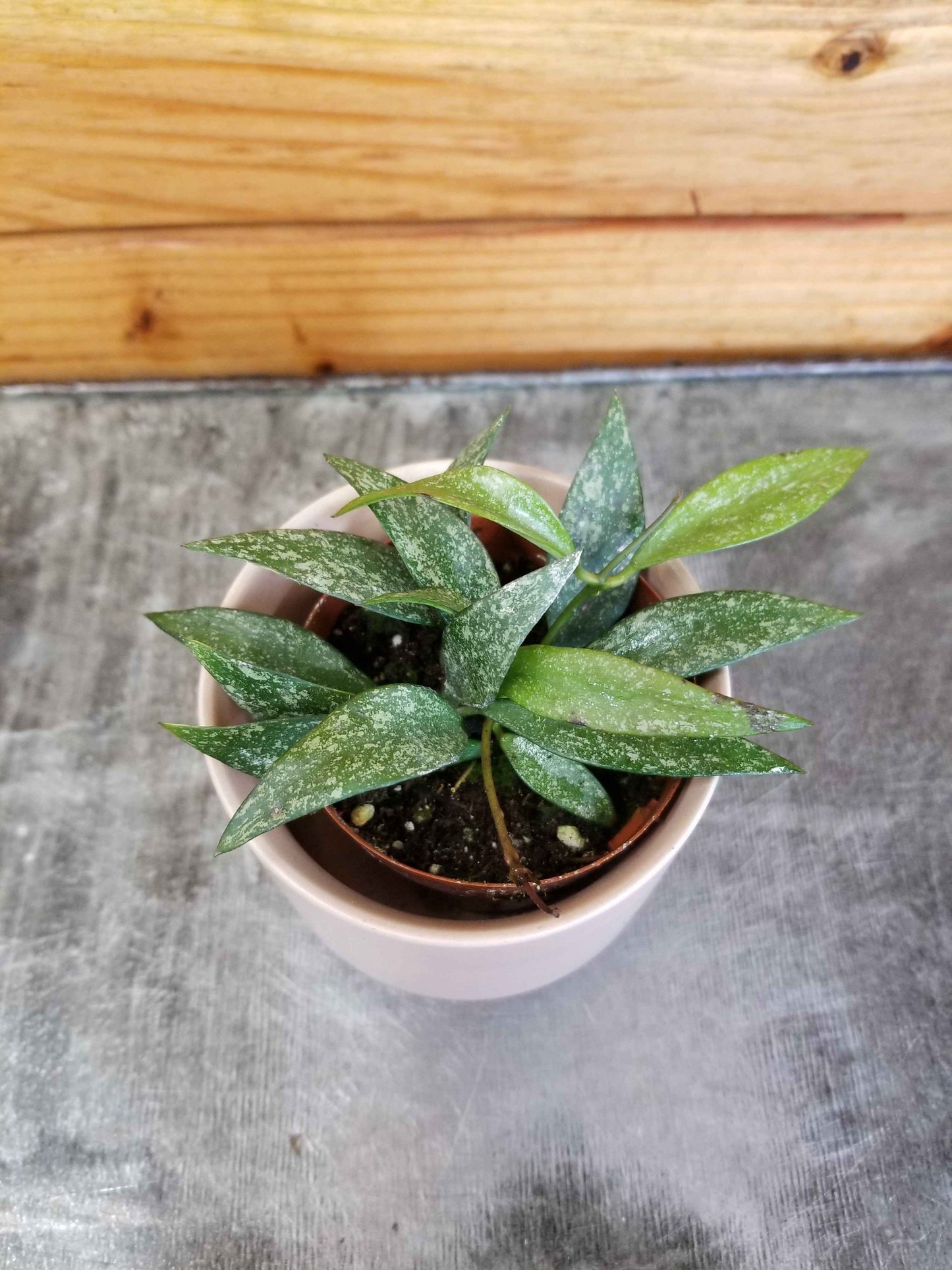 Hoya parviflora Splash, 2" Plant