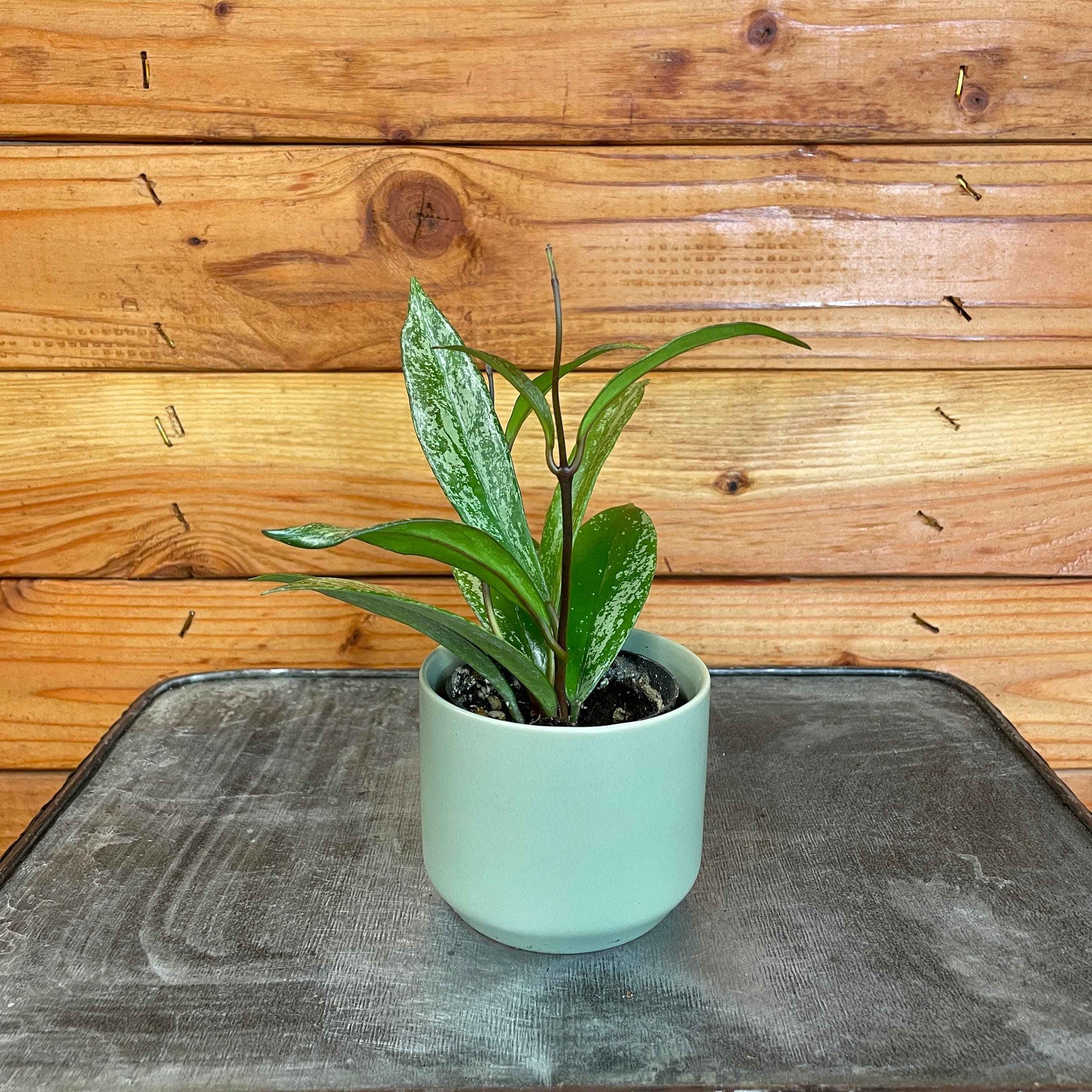 Hoya Pubicalyx Splash, 2" Plant