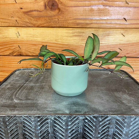 Hoya rosita, 2" Plant
