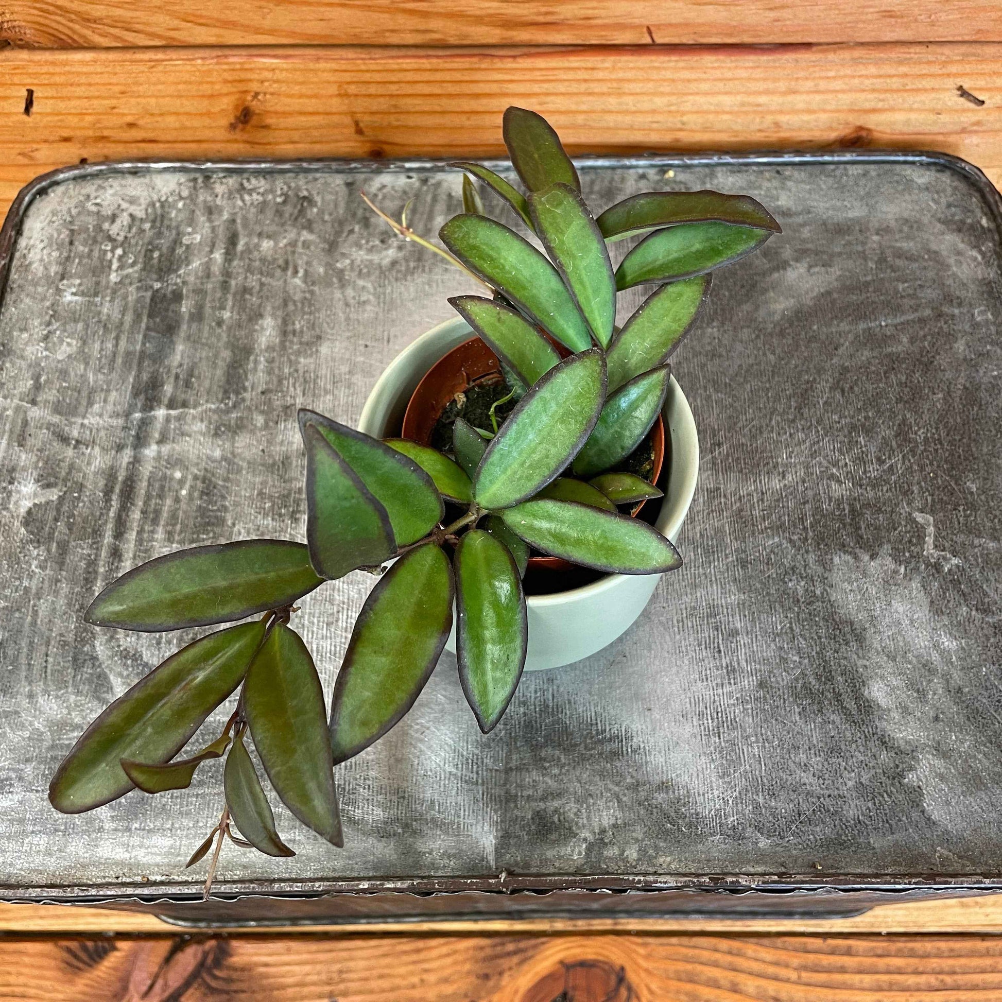 Hoya rosita, 2" Plant