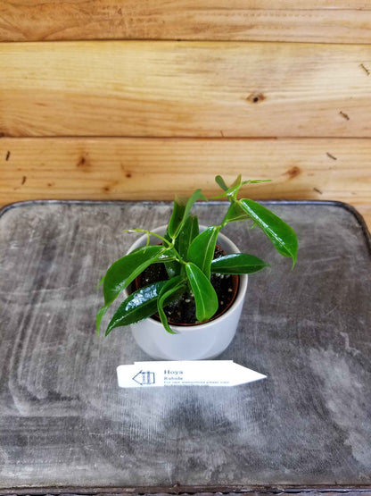 Hoya rubida, 2" Plant