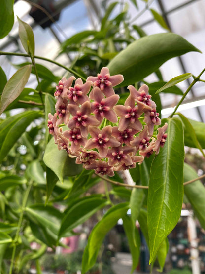 Hoya rubida, 2" Plant