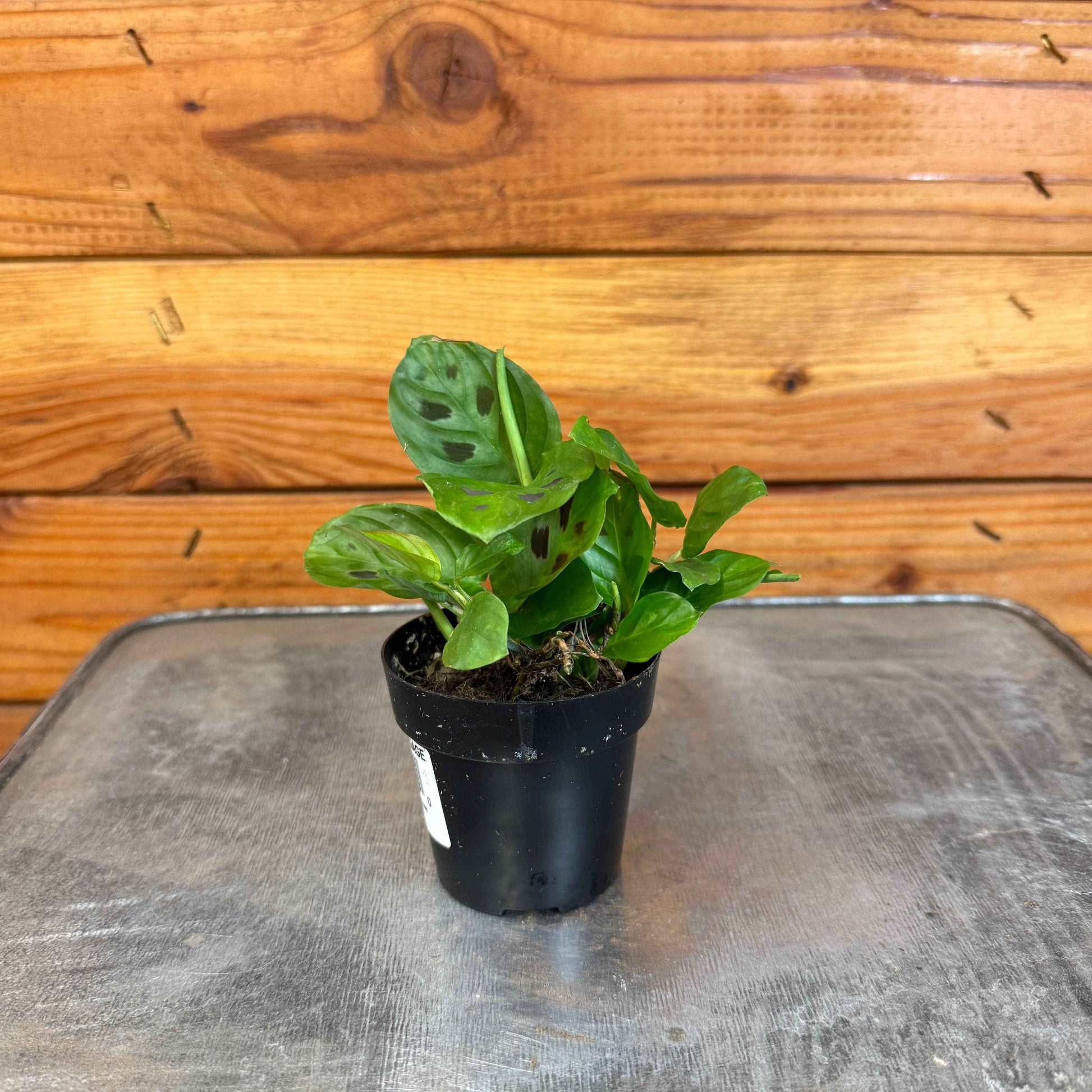 Maranta leuconeura Miniature Prayer, 2" Plant