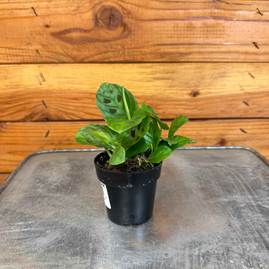 Maranta leuconeura Miniature Prayer, 2" Plant