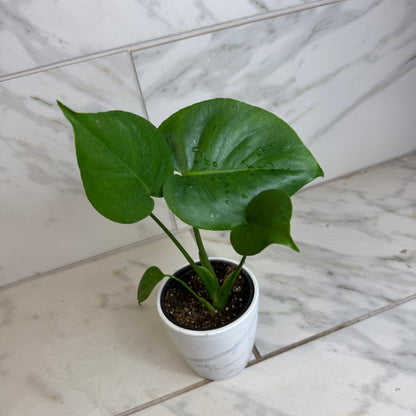 Monstera Deliciosa Split Leaf, 4" Plant