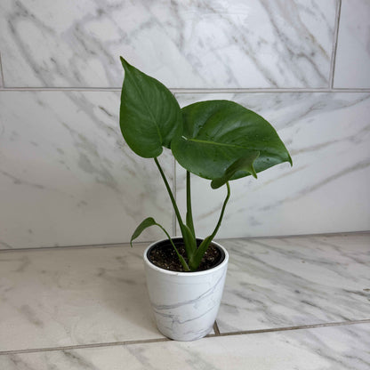 Monstera Deliciosa Split Leaf, 4" Plant