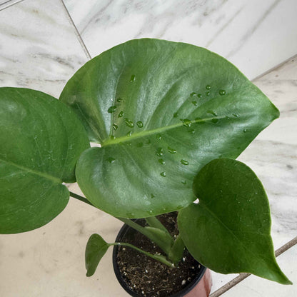 Monstera Deliciosa Split Leaf, 4" Plant