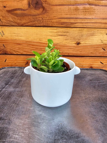 Peperomia Jitterbug, 2" Plant
