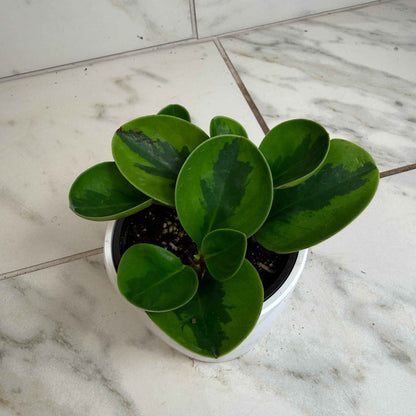 Peperomia obtusifolia Lemon Lime, 4" Plant